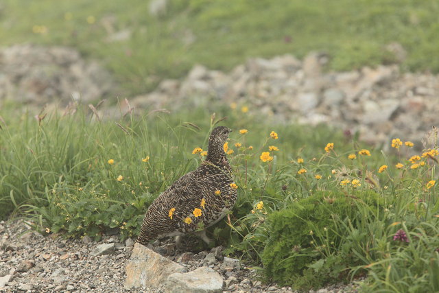 白馬岳のママ雷鳥