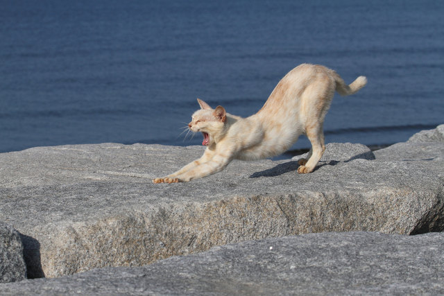 海辺の猫11-3