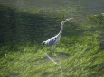 アオサギ・大垣水門川