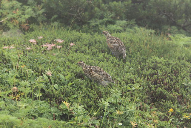 笠ヶ岳のチビ雷鳥2