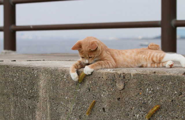 海辺の猫11-11