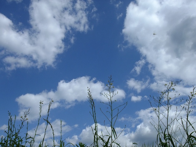 土手上のアキノノゲシと蜻蛉と空