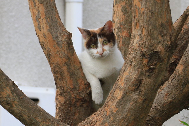 近所の猫たち 10-25