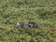 ボス雷鳥と子分達