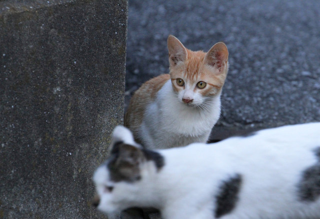 近所の猫たち 10-31