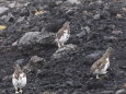 五の池の雷鳥達2