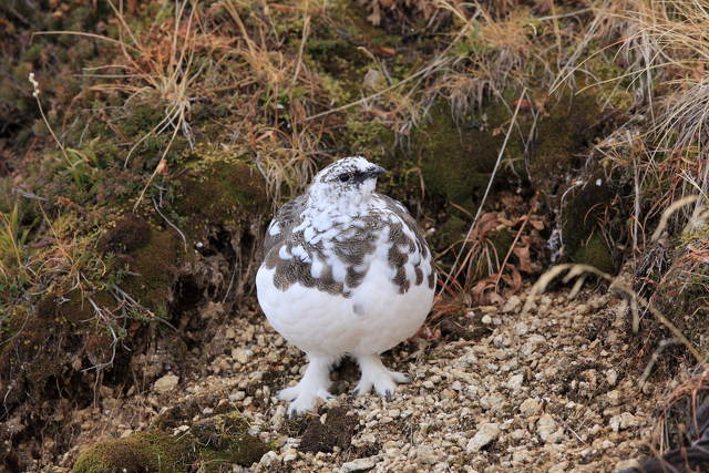 燕山荘の雄雷鳥2