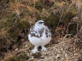 燕山荘の雄雷鳥2