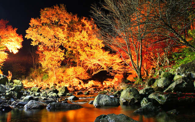 渓流の紅葉ライトアップ
