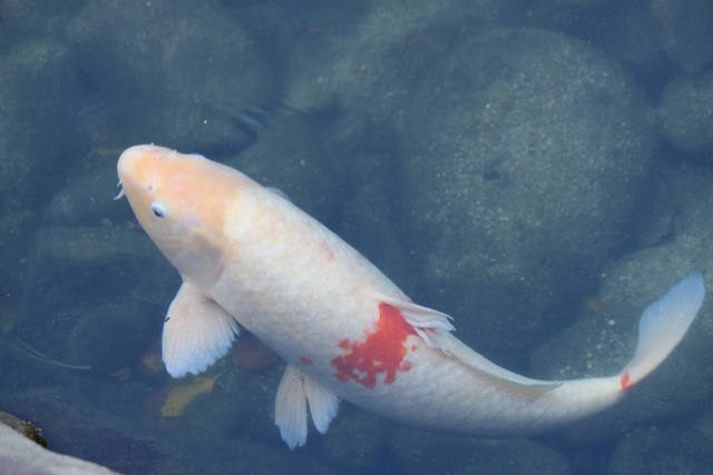 ため池で元気に泳ぐ鯉