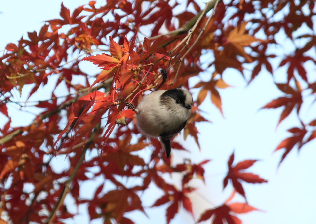 紅葉の中のエナガ