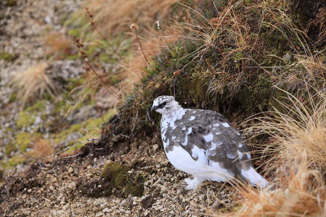 燕山荘の雄雷鳥3