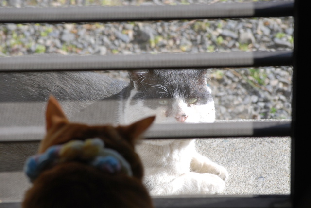 猫ボスに新年のご挨拶