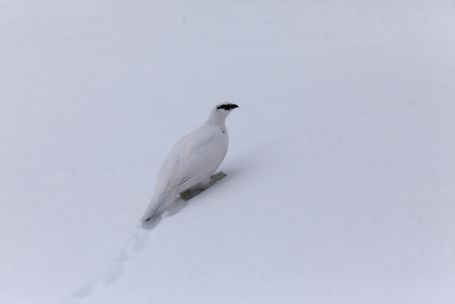 白い雷鳥