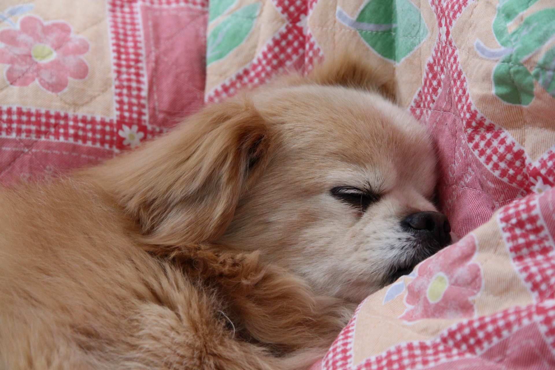 動物 犬 寝顔 壁紙19x1280 壁紙館