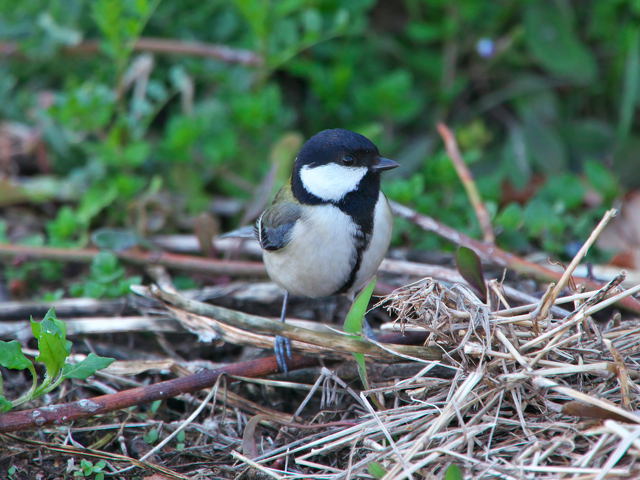 シジュウカラ4