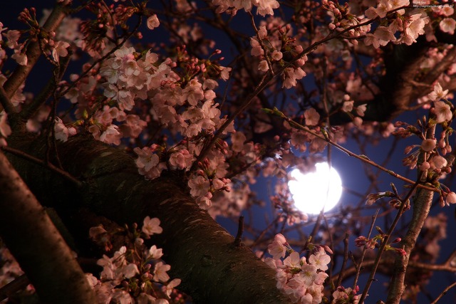 満月と桜3