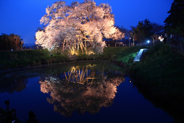 浅井の一本桜