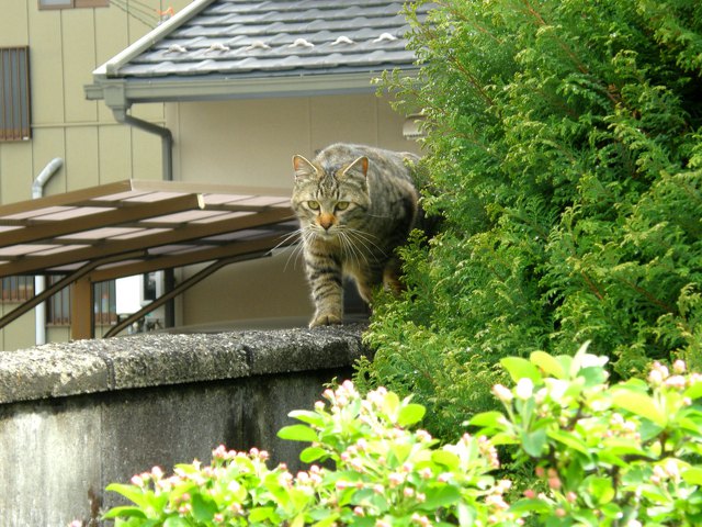 春の訪問者?