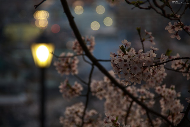 街の灯りと桜