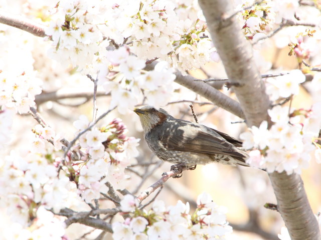 花見のヒヨ君