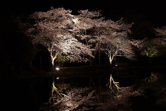 桜～ライトアップ