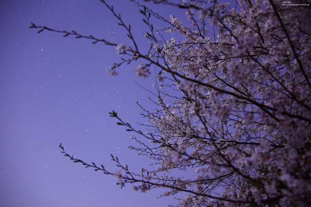 星空と桜3