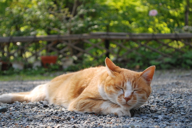 お友達になった猫ちゃんと牡丹