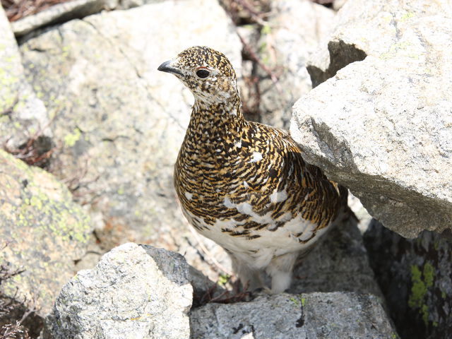 横通岳の雌ライちゃん