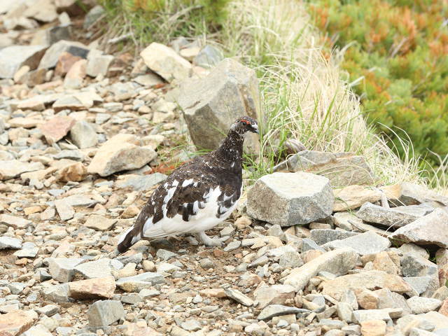 布引山の雄ライちゃん