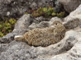 白馬乗鞍岳の雌ライちゃん