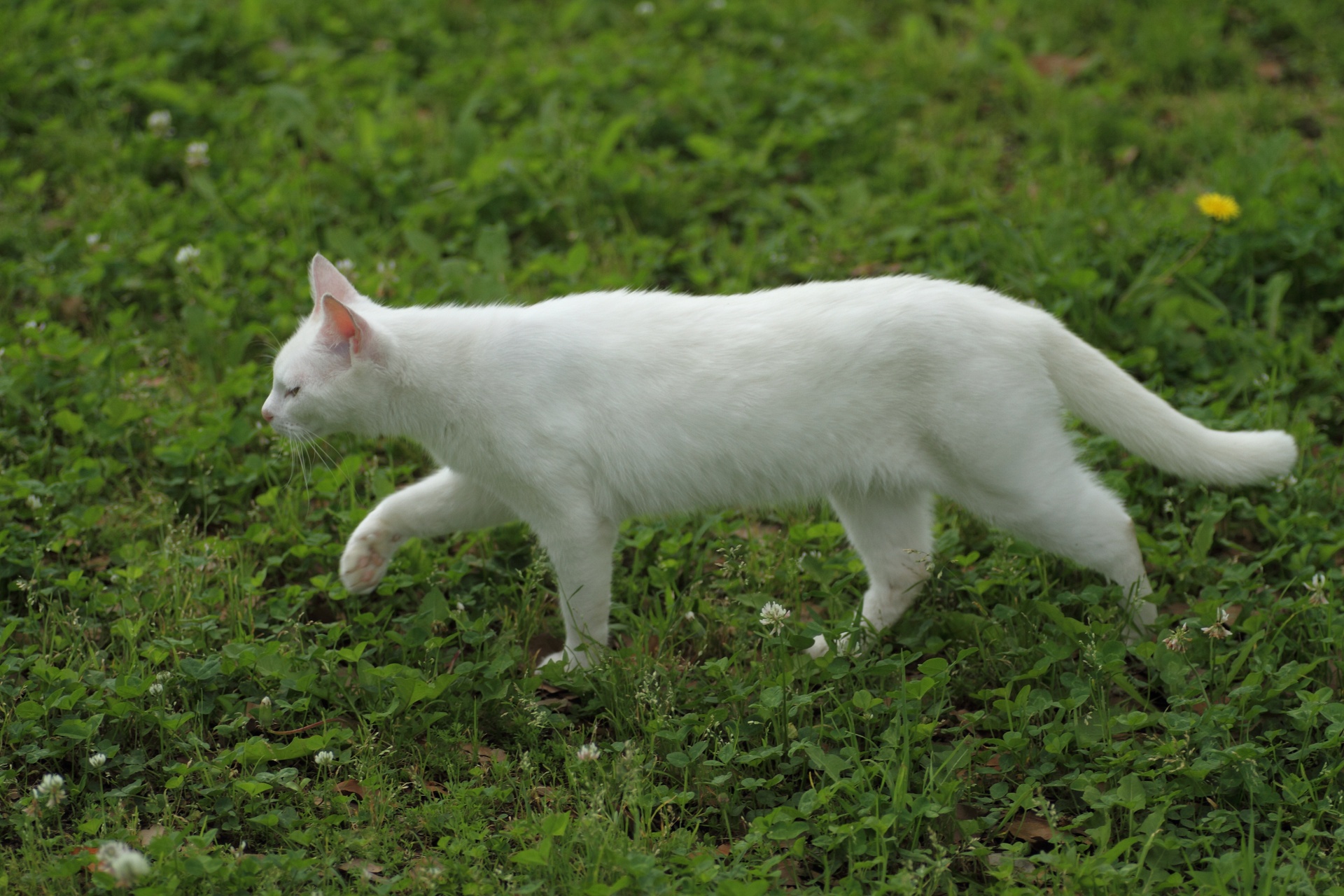 動物 猫 野良猫 壁紙19x1280 壁紙館