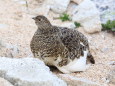 ヒナを抱くママ雷鳥