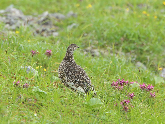 白馬岳のママ雷鳥