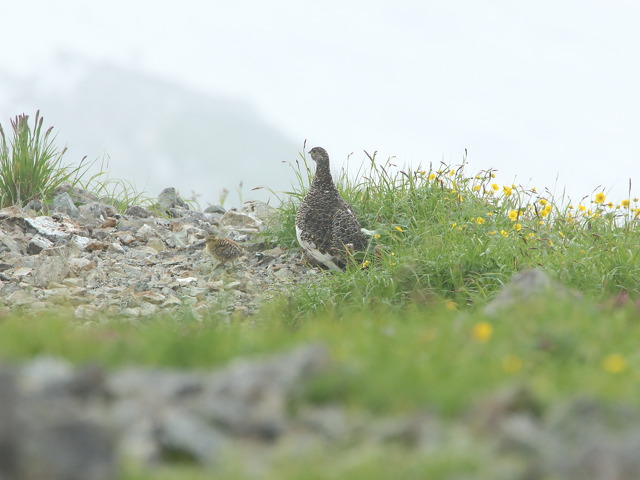 白馬岳の親子2