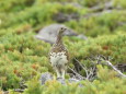 白馬乗鞍岳のママ雷鳥