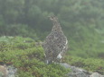 仙丈のママ雷鳥