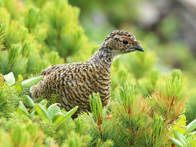 大天井のチビ雷鳥2