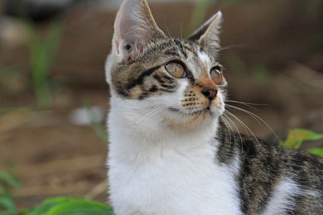 近所の猫たち 9-10