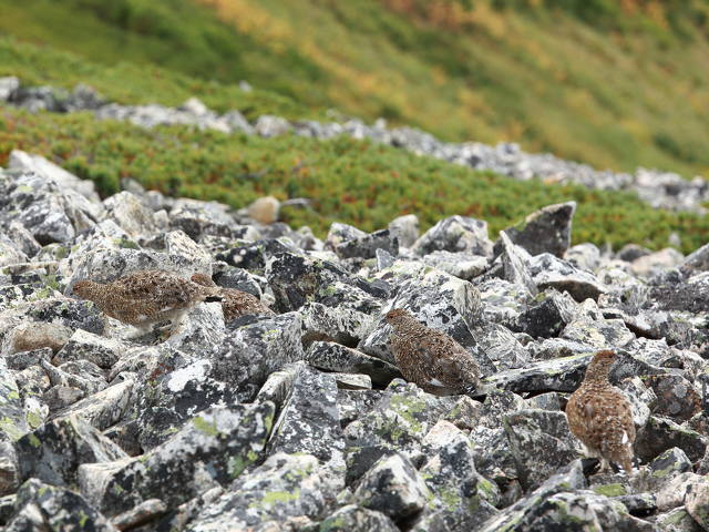 鹿島槍のチビ雷鳥達