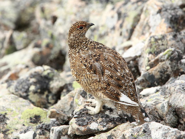 鹿島槍のチビ雷鳥