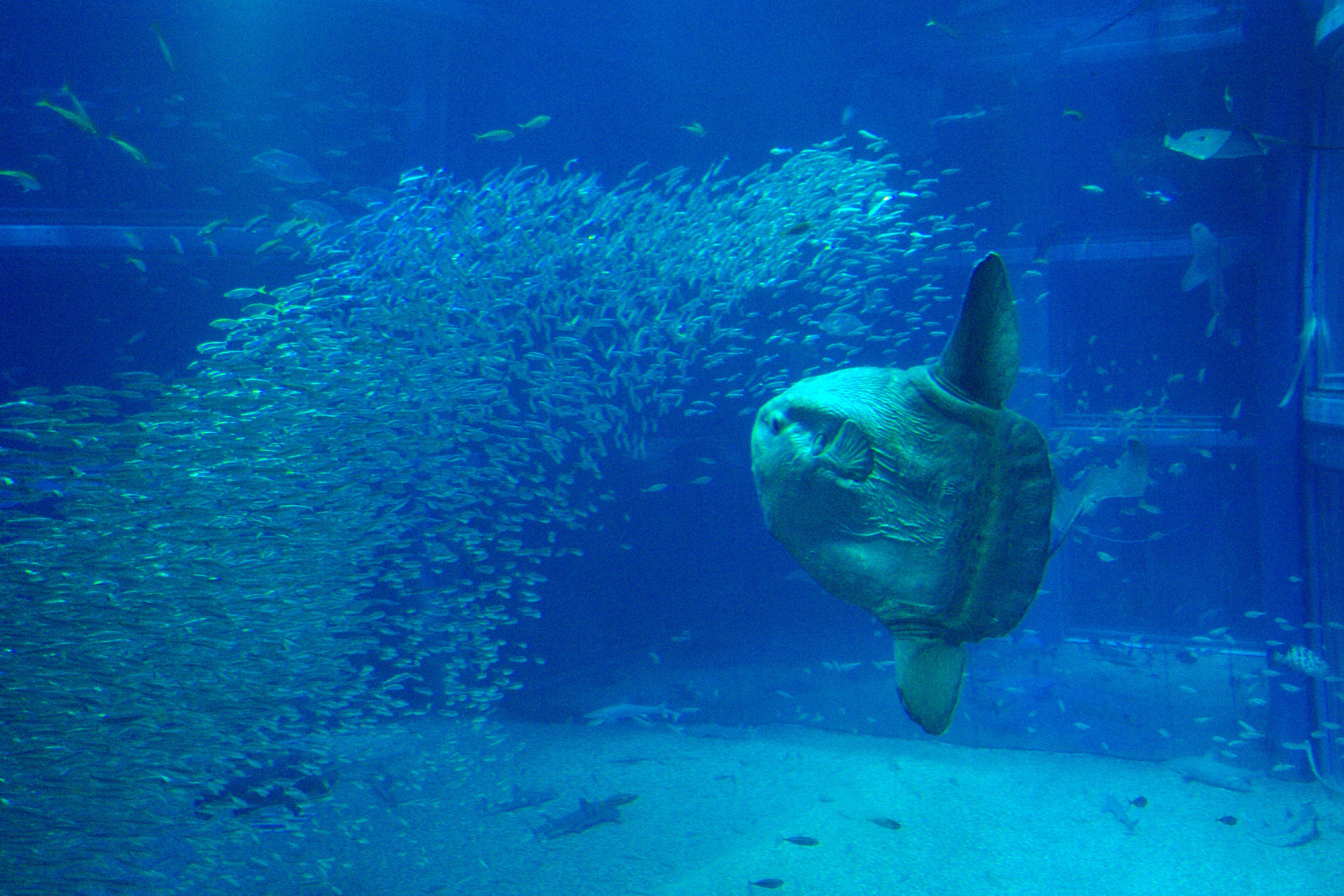 魚 水生生物 マンボウとイワシの群れ 壁紙19x1280 壁紙館