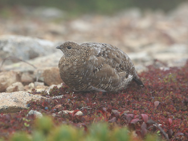 雷鳥坂のママ雷鳥