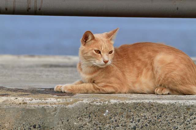 海辺の猫2012-1