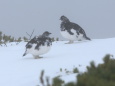 仙丈ヶ岳の雄雷鳥達