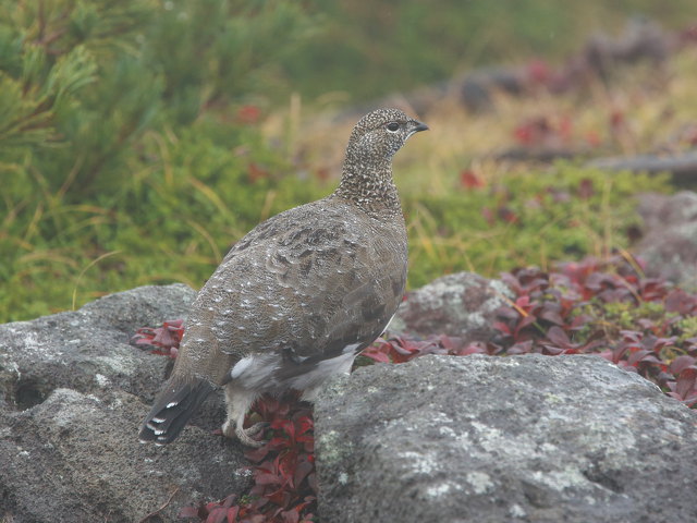 白馬乗鞍岳の雄雷鳥