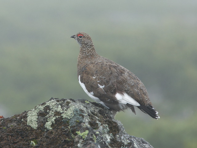 白馬乗鞍岳の雄雷鳥2