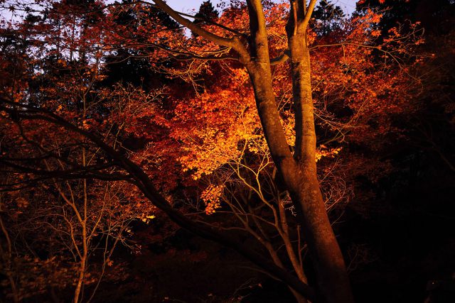 ささやかな紅葉ライトアップ