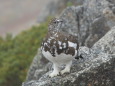 大天井の雄雷鳥1