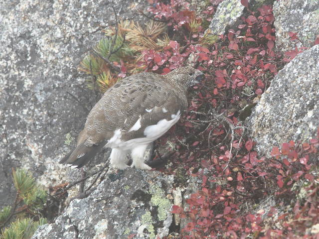 大天井の雄雷鳥2